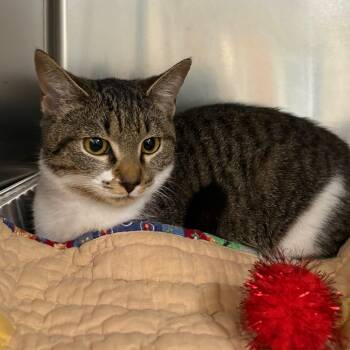 Rescue Domestic Short Hair Cats for Adoption in Milton, Florida - Dream | PetCurious