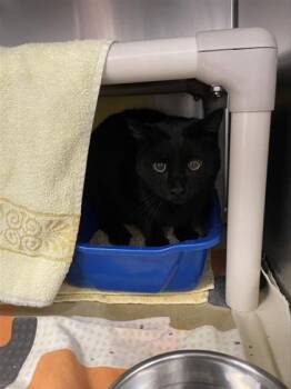 Rescue Domestic Short Hair Cats for Adoption in Montreal, Quebec - Noam | PetCurious