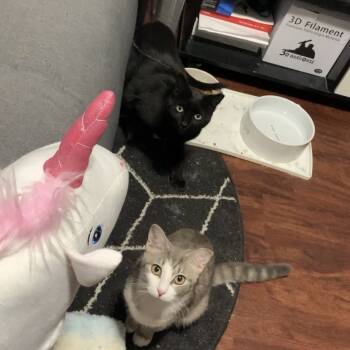 Rescue Domestic Short Hair Cats for Adoption in Ferndale, Michigan - Trout | PetCurious