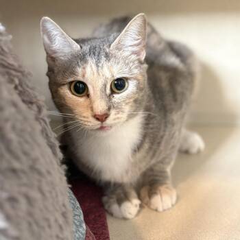 Elyse -  Domestic Short Hair Cat for Adoption in Louisville, Kentucky - Elyse | PetCurious