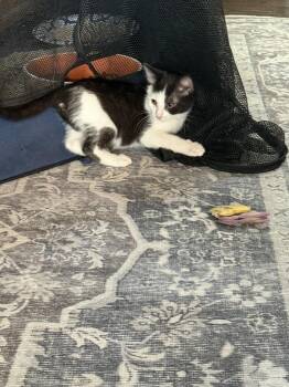 Poppy -  Domestic Short Hair Cat for Adoption in Chattanooga, Tennessee - Poppy | PetCurious