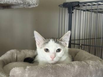 Lexy -  Domestic Short Hair Cat for Adoption in Fenton, Missouri - Lexy | PetCurious