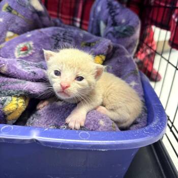 Domestic Short Hair Cats Available for Adoption - Padanski | PetCurious