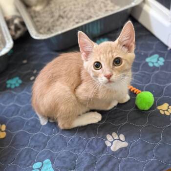 BopIt -  Domestic Short Hair Cat for Adoption in Port Neches, Texas - BopIt | PetCurious
