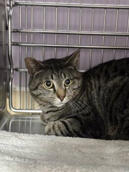 Ravi -  Domestic Short Hair Cat for Adoption in Vancouver, Washington - Ravi | PetCurious
