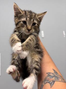 Spinach -  Domestic Short Hair Cat for Adoption in Bloomington, Indiana - Spinach | PetCurious
