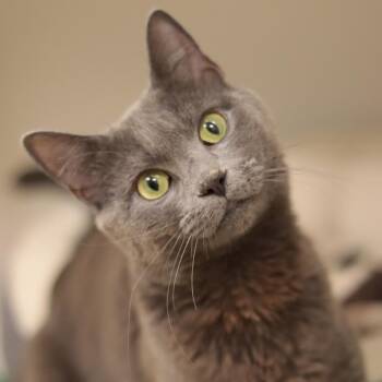 Domestic Short Hair Cats Available for Adoption in Philadelphia, Pennsylvania - Elvis | PetCurious