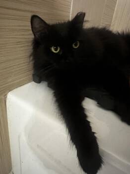 Domestic Long Hair Cats Available for Adoption in Chandler, Arizona - Mimi Eli Guerrero | PetCurious
