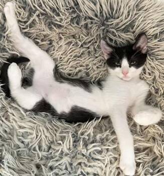 Rescue Domestic Short Hair Cats for Adoption in North Highlands, California - Amadeus W | PetCurious