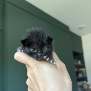 Andarna -  Domestic Medium Hair Cat for Adoption in Pacific Grove, California - Andarna | PetCurious