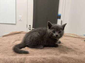 Elide -  Domestic Short Hair Cat for Adoption in Kansas City, Missouri - Elide | PetCurious