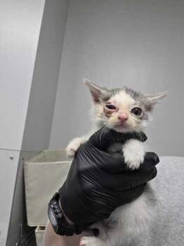 Domestic Short Hair Cats Available for Adoption in Sevierville, Tennessee - Pevensie | PetCurious