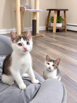 Dolly & Billy -  Domestic Medium Hair Cat for Adoption in Westwood, New Jersey - Dolly & Billy | PetCurious