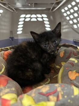 Rescue Domestic Short Hair Cats for Adoption in Cumming, Georgia - Goose 1493-25 | PetCurious