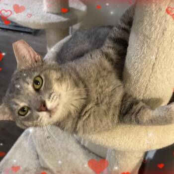 Domestic Short Hair Cats Available for Adoption in Gilbert, Arizona - Griffin | PetCurious