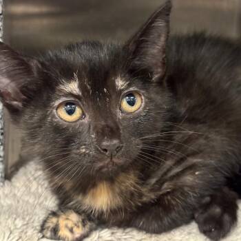 Sweety -  Domestic Short Hair Cat for Adoption in League City, Texas - Sweety | PetCurious