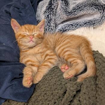 Pugsley (Purple) -  Domestic Short Hair Cat for Adoption in Sunnyvale, California - Pugsley (Purple) | PetCurious