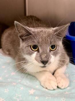 Domestic Short Hair Cats Available for Adoption in San Antonio, Texas - Boogie Board | PetCurious