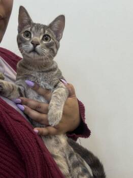 Kepler -  Domestic Short Hair Cat for Adoption in Hilton Head Island, South Carolina - Kepler | PetCurious