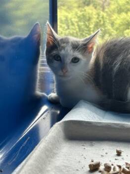PRINCESS -  Domestic Short Hair Cat for Adoption in Westminster, Maryland - PRINCESS | PetCurious