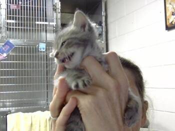 A186372 -  Domestic Short Hair Cat for Adoption in Pasadena, Texas - A186372 | PetCurious