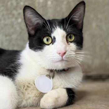 Domestic Short Hair Cats Available for Adoption - Taipan | PetCurious