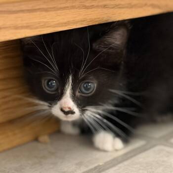 Domestic Short Hair Cats Available for Adoption in Bel Air, Maryland - Puddin | PetCurious