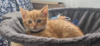 Ron (FCID# 06/09/2026 - 6 Brandywine PS) KC -  Tabby Cat for Adoption in Greenville, Delaware - Ron (FCID# 06/09/2026 - 6 Brandywine PS) KC | PetCurious