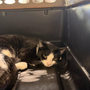 Domestic Short Hair Cats Available for Adoption - Mittens | PetCurious