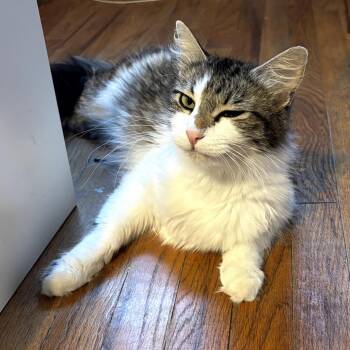 Domestic Short Hair Cats Available for Adoption in Long Beach, California - MOM TESS | PetCurious