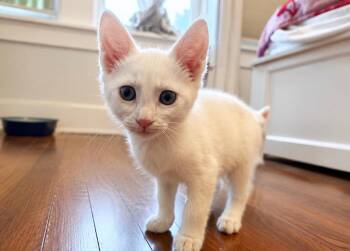 Marshmallow -  Domestic Short Hair Cat for Adoption in Victor, New York - Marshmallow | PetCurious