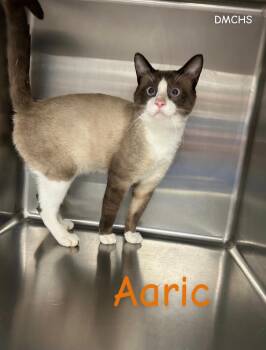 Aaric -  Snowshoe Cat for Adoption in Burlington, Iowa - Aaric | PetCurious