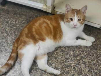 Frasier -  Domestic Short Hair Cat Available for Adoption in Memphis, Tennessee - Frasier | PetCurious