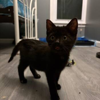 Sprite -  American Shorthair Cat for Adoption in Sandy Springs, Georgia - Sprite | PetCurious