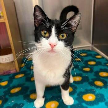 Domestic Short Hair Cats Available for Adoption in Warr Acres, Oklahoma - Fern | PetCurious