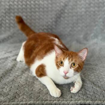 Apollo -  Domestic Short Hair Cat for Adoption in Wahiawa, Hawaii - Apollo | PetCurious