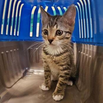 Feyre -  Domestic Short Hair Cat Available for Adoption - Feyre | PetCurious