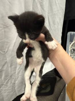 Rescue Domestic Short Hair Cats for Adoption in Town 