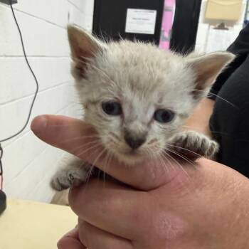 Domestic Short Hair and Siamese Cats Available for Adoption in Ardmore, Oklahoma - Cedric | PetCurious