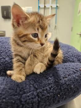 Applejack -  Domestic Short Hair Cat for Adoption in Bloomington, Indiana - Applejack | PetCurious