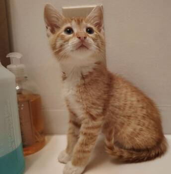 Briar -  Domestic Short Hair Cat for Adoption in Little Mountain, South Carolina - Briar | PetCurious