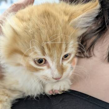 Rescue Domestic Medium Hair Cats for Adoption in Buffalo, Wyoming - Pugsley | PetCurious