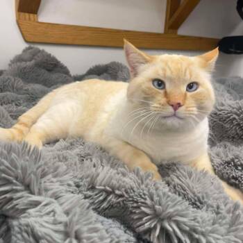 Domestic Short Hair Cats Available for Adoption - Sir Twinkie | PetCurious