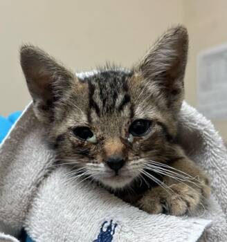 Rescue Domestic Short Hair Cats for Adoption in Honolulu, Hawaii - 59755753 | PetCurious