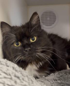 Domestic Long Hair Cats Available for Adoption in Delta, British Columbia - Mei Mei | PetCurious