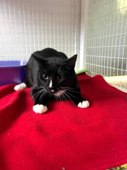 Domestic Short Hair Cats Available for Adoption in Brookings, Oregon - Orion | PetCurious