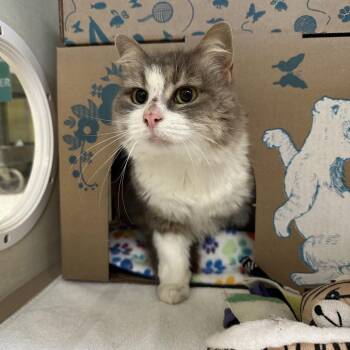 Jujube -  Domestic Medium Hair Cat for Adoption in West Olive, Michigan - Jujube | PetCurious