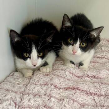 Domestic Short Hair Cats Available for Adoption in Long Beach, California - True | PetCurious