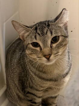 Rescue Domestic Short Hair Cats for Adoption in Kansas City, Missouri - Mellow | PetCurious