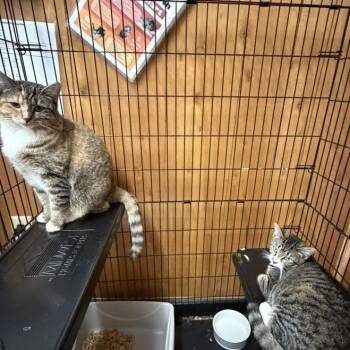 Domestic Short Hair Cats Available for Adoption - SunBurst&Dodger | PetCurious